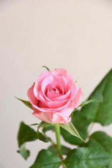 ピンクのばら ピンクのばらの写真