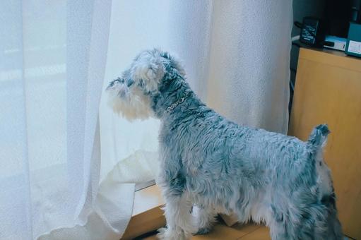 ミニチュアシュナウザー シュナウザー,ミニシュナ,犬の写真素材