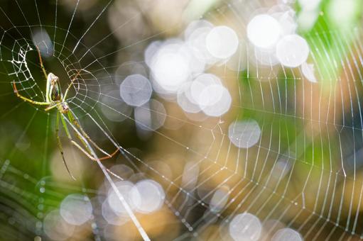 A large white orb spider spinning its web, JPG