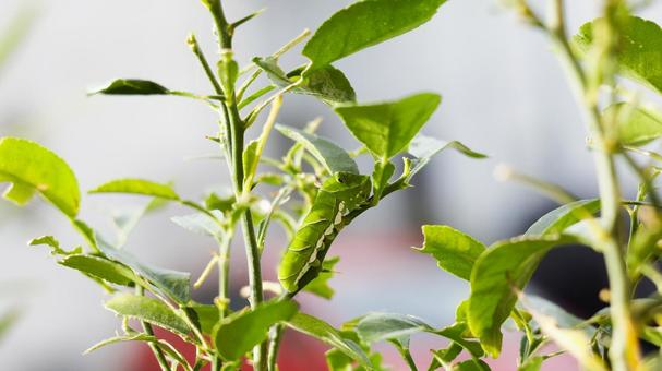 【虫の写真】イモムシ(アゲハ蝶の幼虫) 【虫の写真】イモムシ(アゲハ蝶の幼虫) 虫,幼虫,アゲハの写真素材