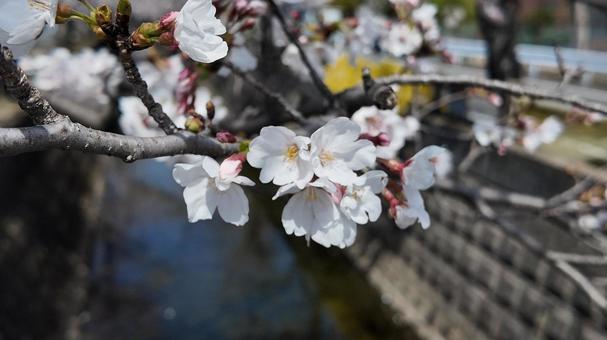 桜 桜の写真