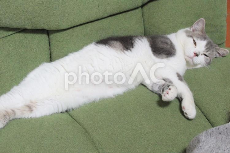 ソファで寝そべる猫 猫,ネコ,ねこの写真素材