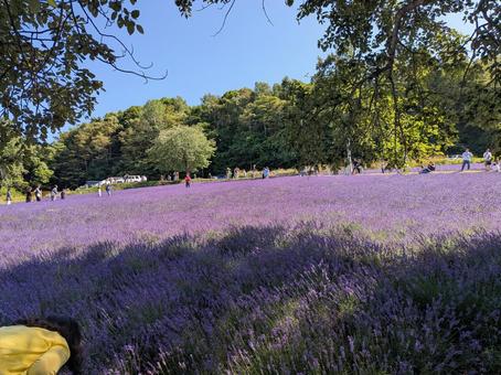 ラベンダー ラベンダー 花畑,花,ラベンダーの写真素材