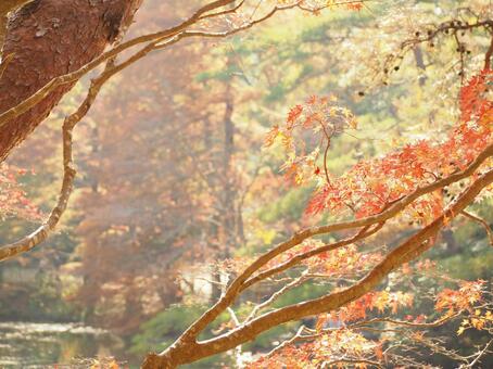 紅葉と池の写真