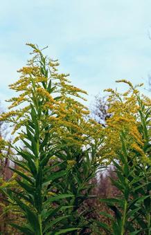 君はいつ来日?セイタカアワダチソウ 君はいつ来日?セイタカアワダチソウの写真