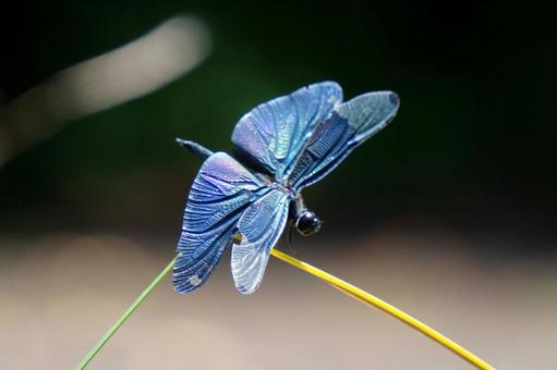 Butterfly dragonfly, JPG