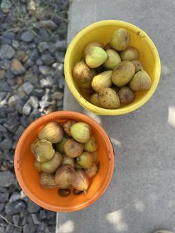 自宅のいちじく狩り 自宅のいちじく狩り いちじく,9月,初秋の写真素材