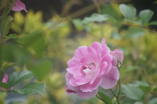 薔薇 薔薇の写真