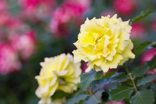 春の鮮やかなバラ 春の鮮やかなバラ flower,バラ,美しいの写真素材