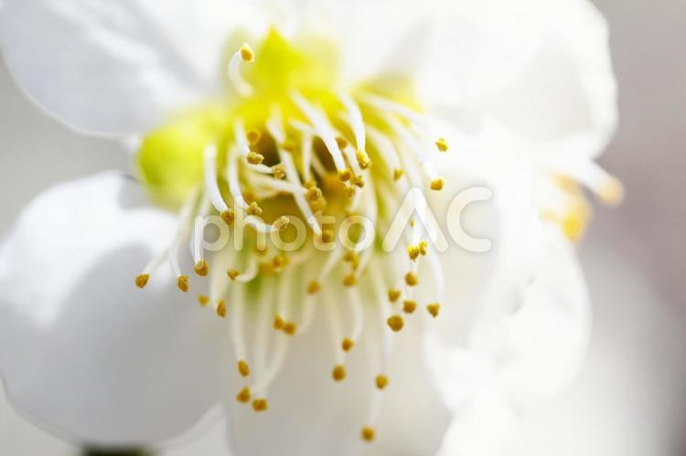梅林公園　梅の花　　 梅,花,梅林の写真素材