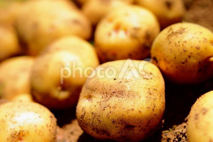 新鮮なとれたてじゃがいもイメージ画像 じゃがいも,ジャガイモ,新じゃがの写真素材