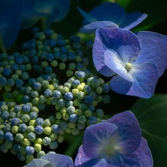 権現堂の紫陽花 権現堂の紫陽花の写真