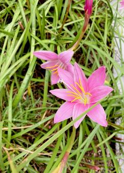 ゼフィランサス ゼフィランサス,レインリリー,秋の写真素材