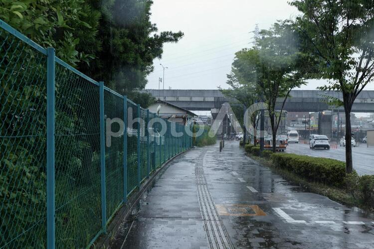 雨の中のチュウサギ チュウサギ,フェンス,中鷺の写真素材