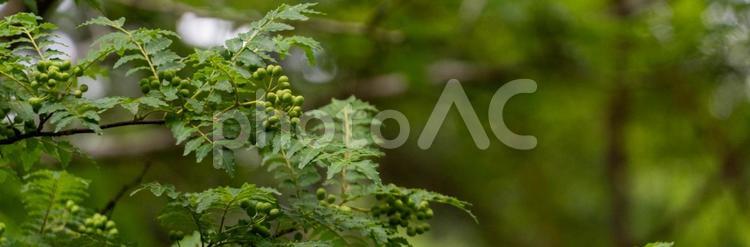 山椒の実 山椒,和製ハーブ,ハーブの写真素材
