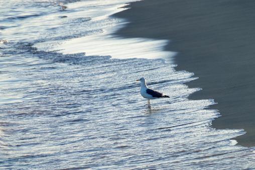 かもめと砂浜 かもめと砂浜の写真