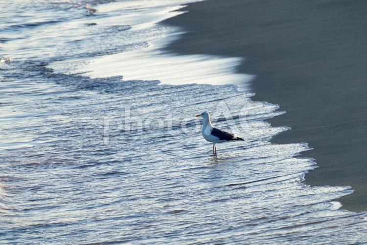 かもめと砂浜 海,カモメ,かもめの写真素材