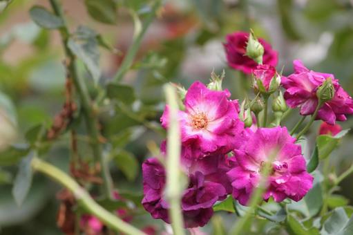 八重薔薇 バラ,薔薇,花の写真素材