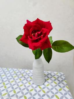 真紅のバラ一輪1 真紅のバラ一輪1の写真