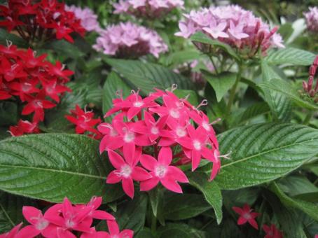 ペンタス　Pentas　マクロの写真