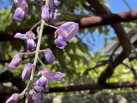 Wisteria flower, JPG