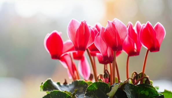 シクラメンの花 シクラメンの花の写真