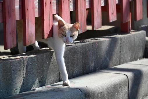 隙間からこんちは 三毛猫,毛並み,ひげの写真素材