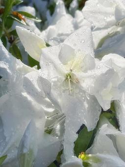 白いツツジの花のアップ 白いツツジの花のアップ つつじ,庭,鮮やかの写真素材