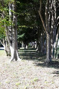 秋びより 秋,さきたま,午後の写真素材