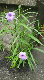 夏の花、薄紫の花 夏の花、薄紫の花の写真