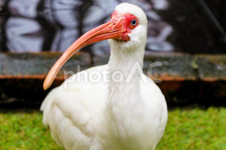赤いくちばしの水鳥 水鳥,口ばし,白の写真素材
