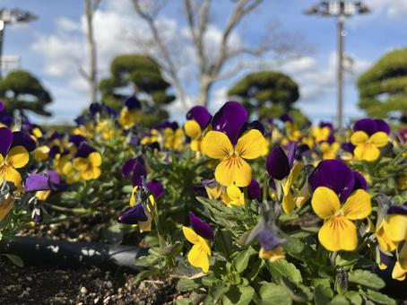 お花 お花の写真