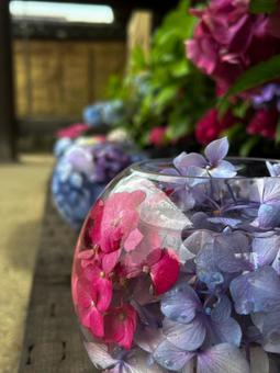 Hydrangeas at Hannyaji Temple, JPG Hydrangeas at Hannyaji Temple, JPG