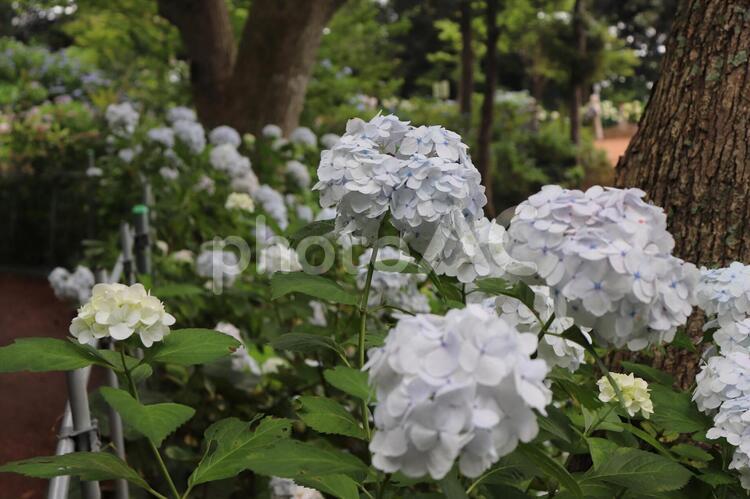 茨城県潮来市　二本松寺　あじさいの杜 あじさい,アジサイ,紫陽花の写真素材