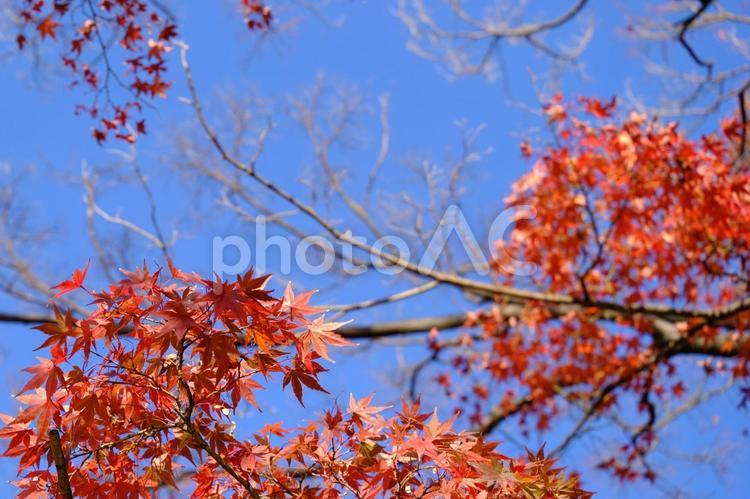 紅葉と空と木 紅葉,空,木の写真素材