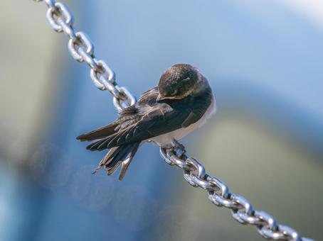 鎖にとまるツバメ 鎖にとまるツバメ ツバメ,燕,野鳥の写真素材