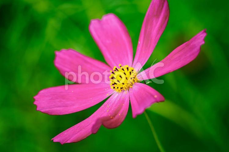 コスモス畑Vol.3⒁ 花,コスモス,秋桜の写真素材