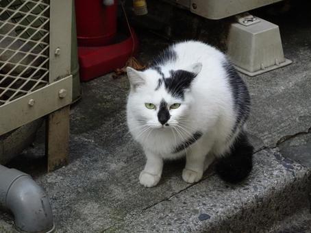 こっちを伺う猫 こっちを伺う猫の写真