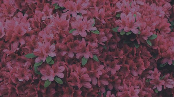 躑躅 [低彩度]版 縦横16:9 躑躅,花,植物の写真素材