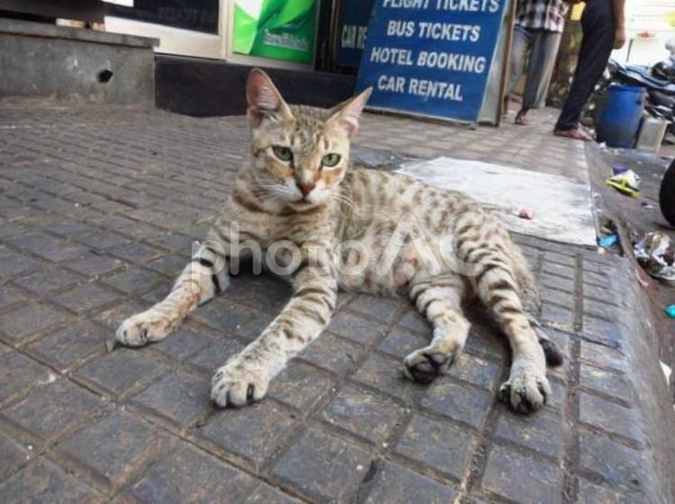 インド　ムンバイの野良猫　トラ柄 インド,ムンバイ,アジアの写真素材
