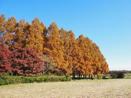 水元公園の紅葉・メタセコイアの森・葛飾区の写真