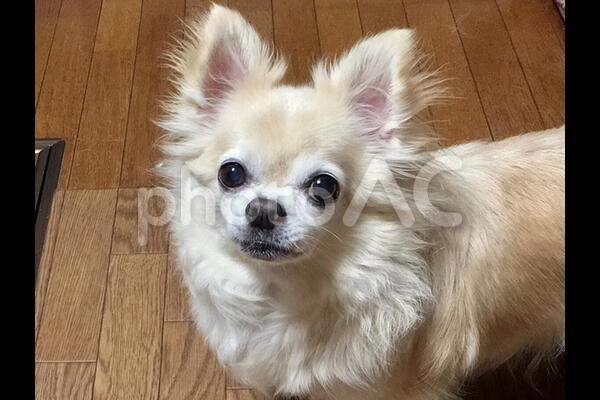 クリーム色のチワワの男の子 ちわわ Chihuahua - No: 1414933