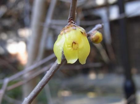 Wintersweet flowers begin to bloom in the countryside in January, JPG Wintersweet flowers begin to bloom in the countryside in January, JPG