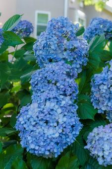 青い紫陽花の庭 青い紫陽花の庭 紫陽花,青,庭の写真素材