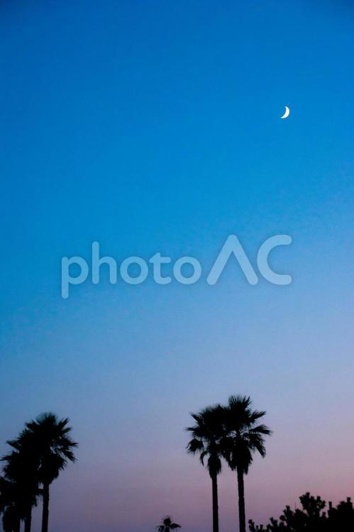 ヤシの木と三日月 ヤシの木,月,三日月の写真素材