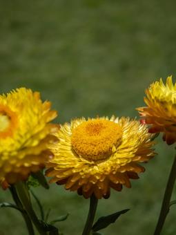 鮮やかに咲く黄色いムギワラギク 花,黄色い花,ムギワラギクの写真素材
