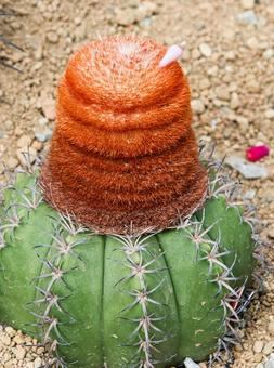 メロカクツスの写真