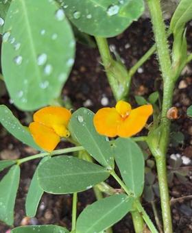 R7.07.21 落花生の花 R7.07.21 落花生の花の写真