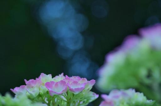 紫陽花 紫陽花の写真