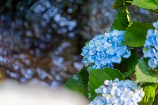 水辺に咲く青い紫陽花 水辺に咲く青い紫陽花の写真